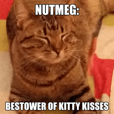 Nutmeg - Bestower of Kitty Kisses