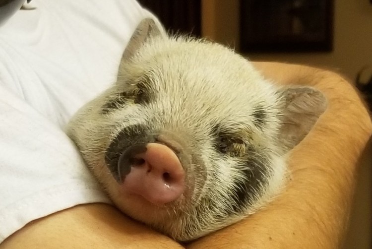 Norton the Pig at Eight Weeks Old