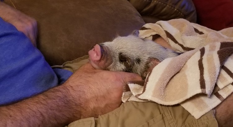 Norton the Pig with his Proud Papa