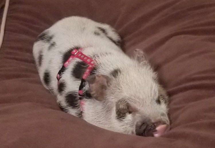 Norton the Pig in His Cat Harness