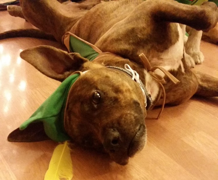 Cracker Protesting a Christmas Photo Shoot